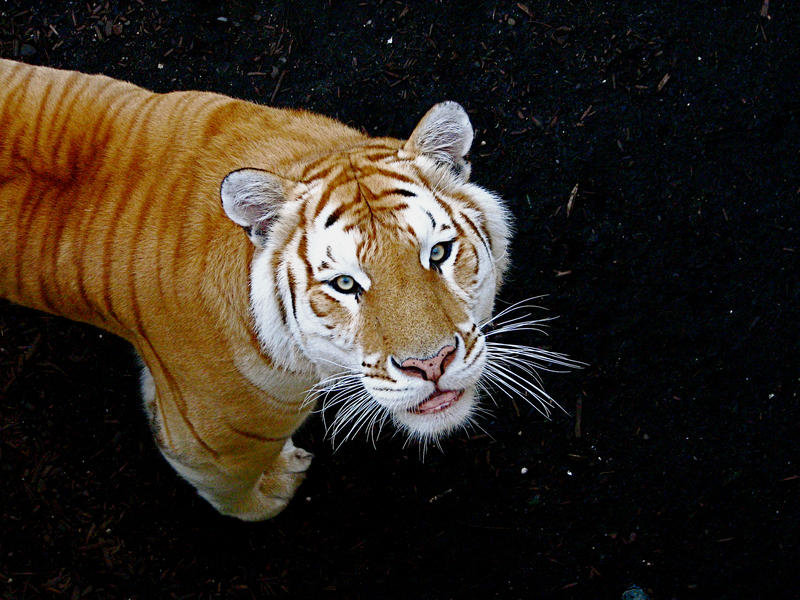 Golden Tabby Tiger [P5] Medium/Intermediate | The RKC Petz Forum