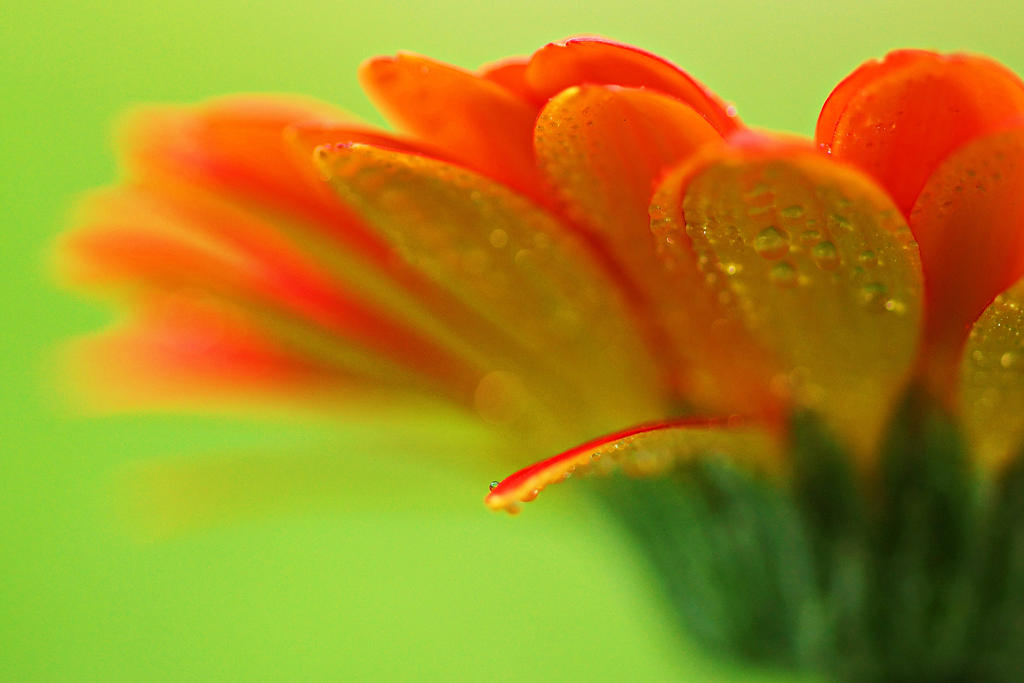 [عکس: close_up_of_orange_flower_and_drops_of_d...63c6np.jpg]