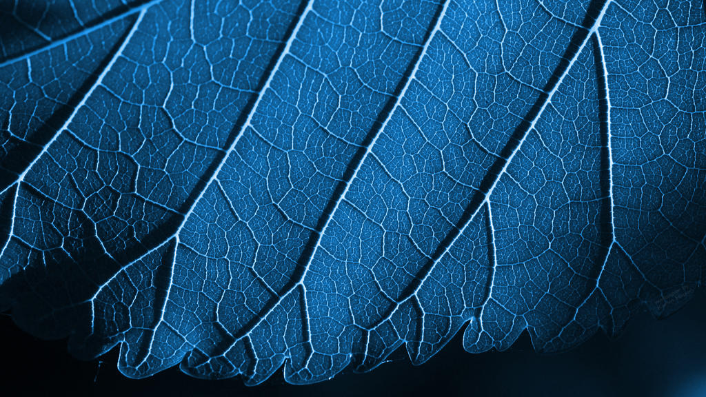 Blue Leaf Wallpaper by kerimheper on DeviantArt