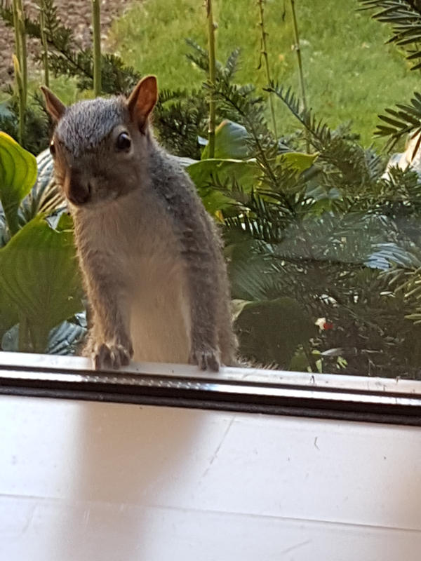 Image result for squirrel at the window