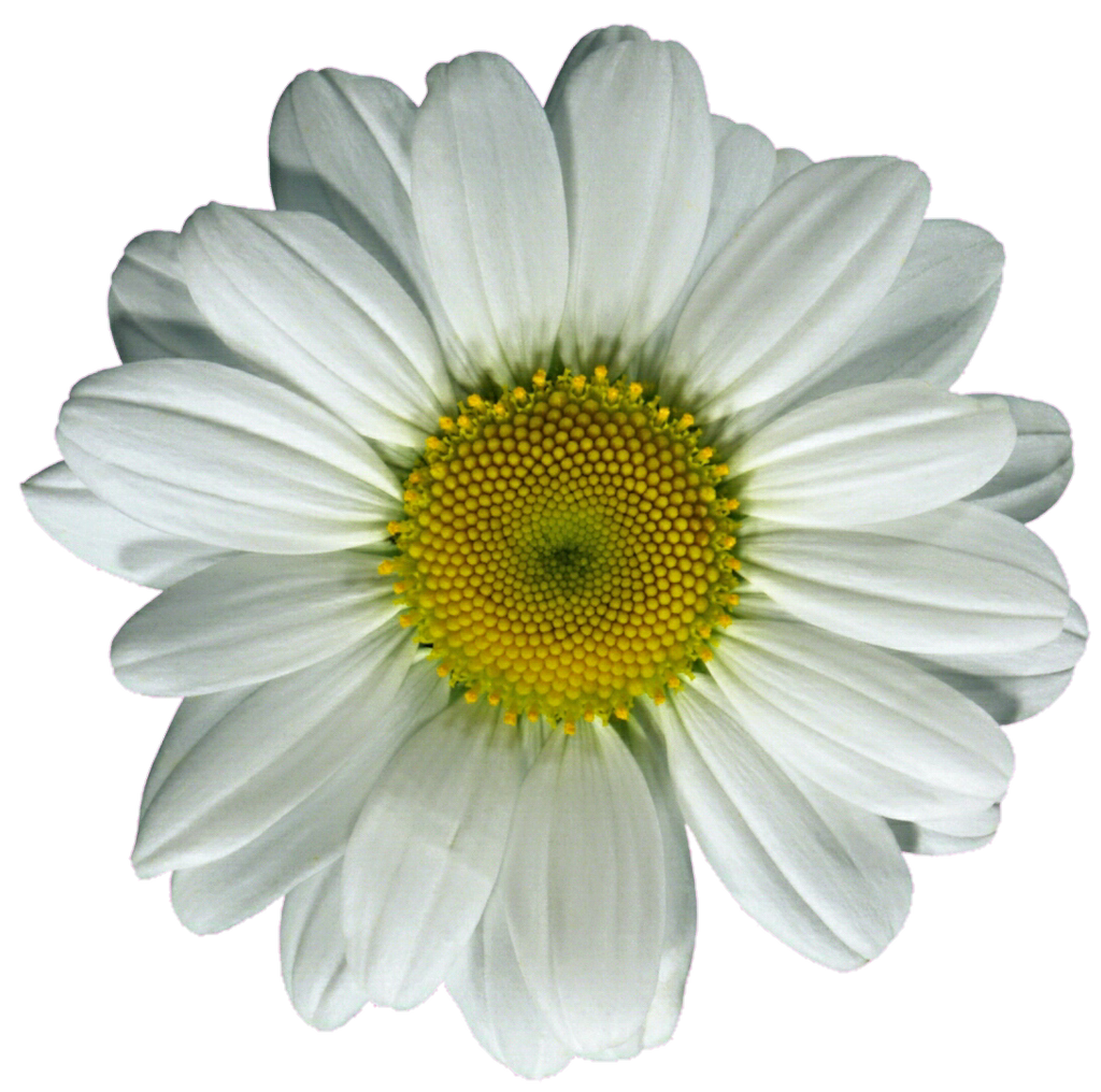 daisy clipart png - photo #38