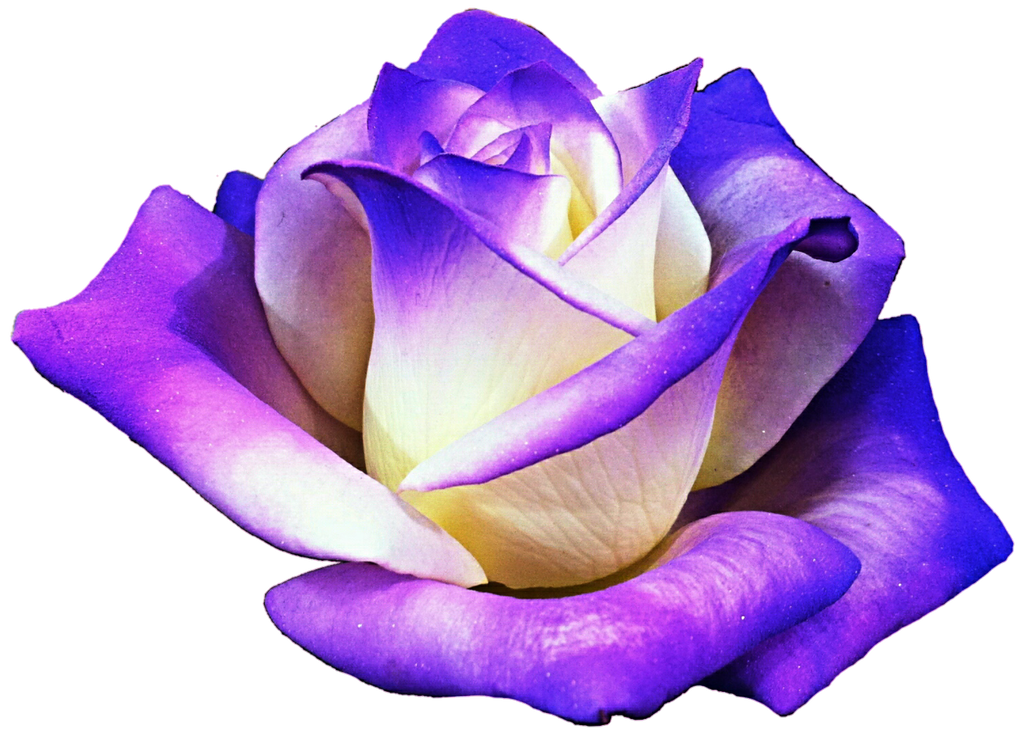 clip art purple rose - photo #40