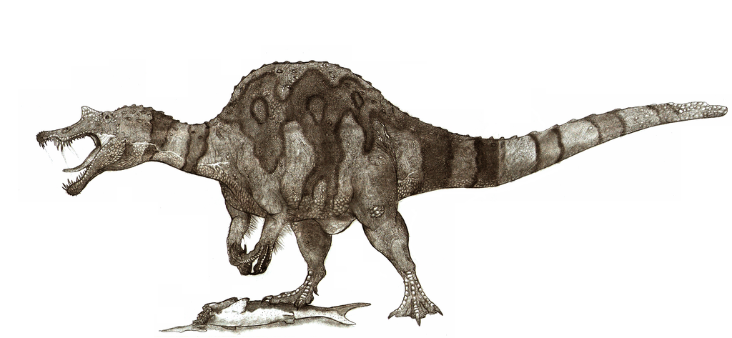 Znalezione obrazy dla zapytania sigilmassasaurus