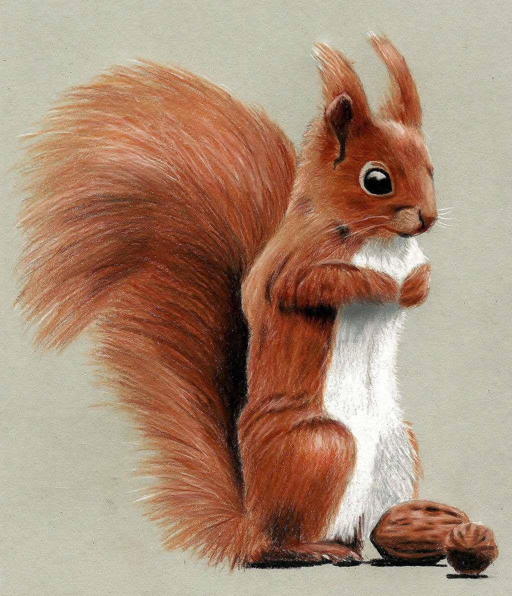 Cute Squirrel Drawing with Colored Pencils by JasminaSusak on DeviantArt