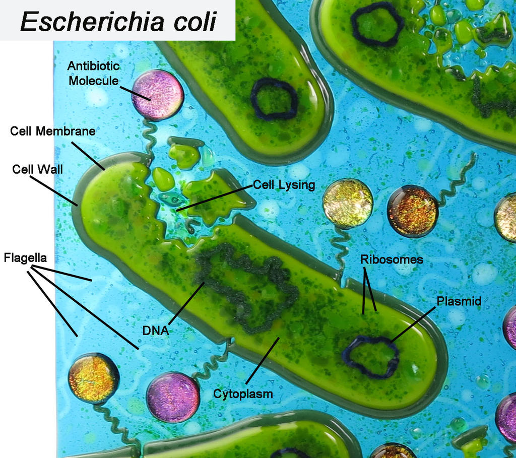amoxicillin escherichia coli