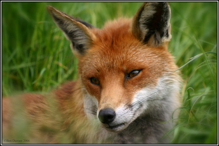 Image result for a fox