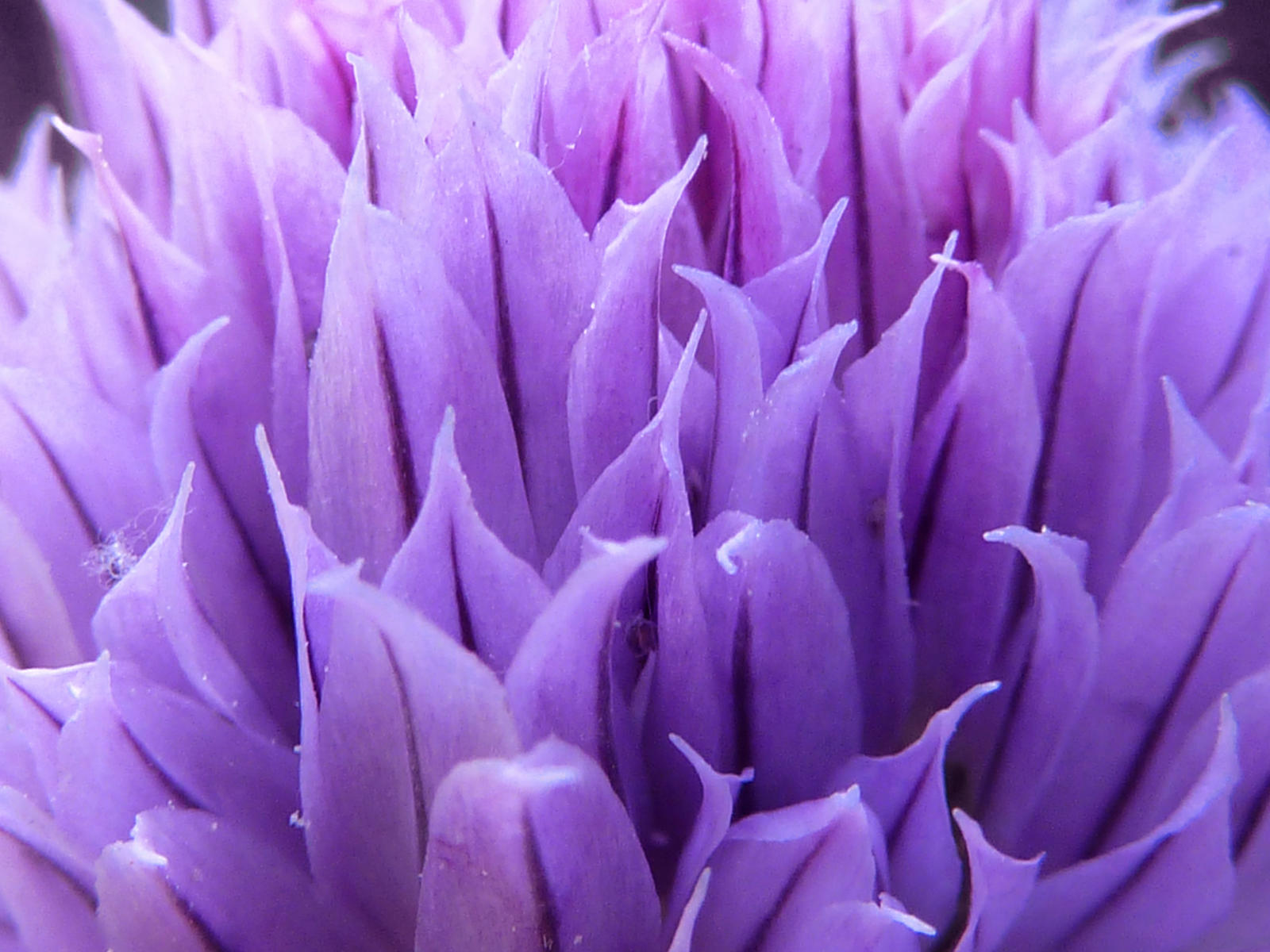 [عکس: texture__violet_flower__by_rjnox-d5t8gn1.jpg]