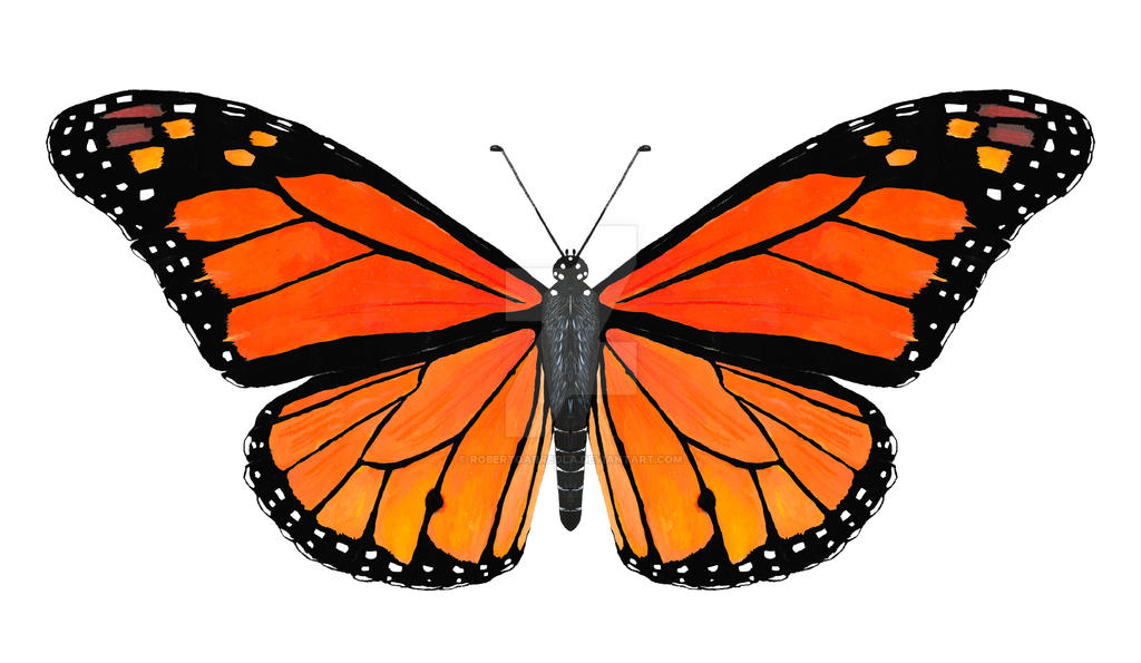 Danus Plexippus - macho de mariposa monarca by RobertoArreola on DeviantArt