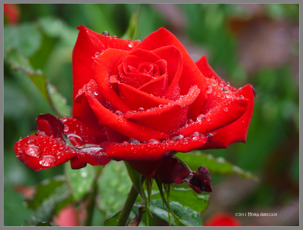 Red Rose Blooming in Rain by Mogrianne on DeviantArt
