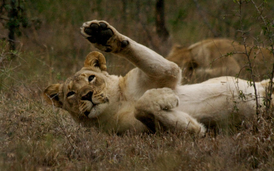 waving_lion_by_hepiza.jpg